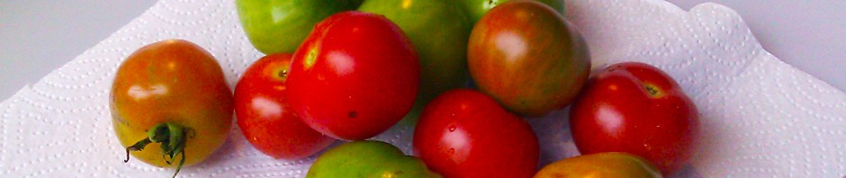 Tomater fra kjøkkenhagen